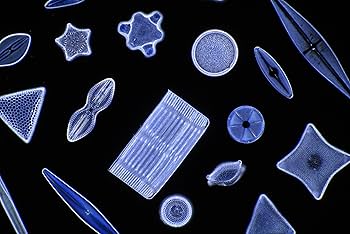 珪藻美術館 Diatoms Art Museum | 奥修 |本 | 通販 | Amazon
